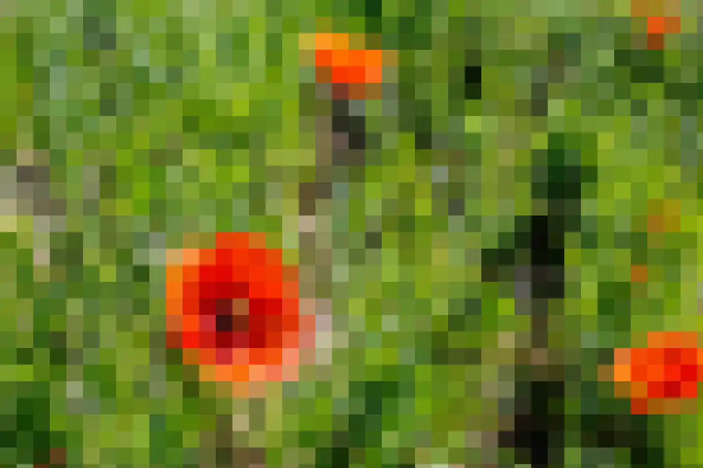 Notarisstraat 7 Afferden L thumbnail 66