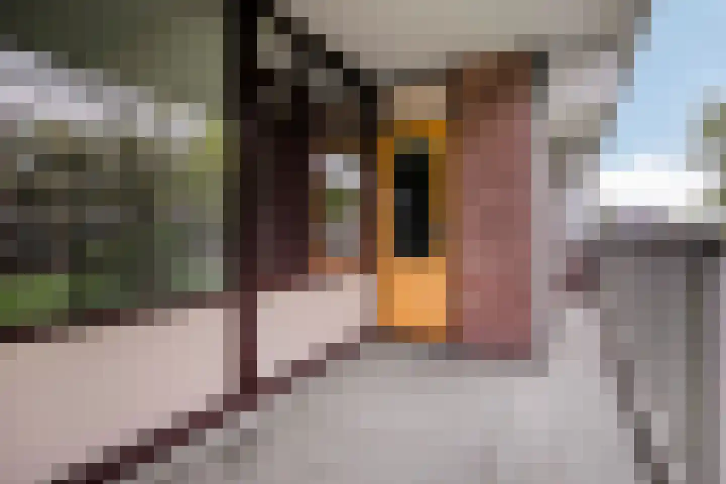 Noteneeweg 25 Terneuzen thumbnail 14