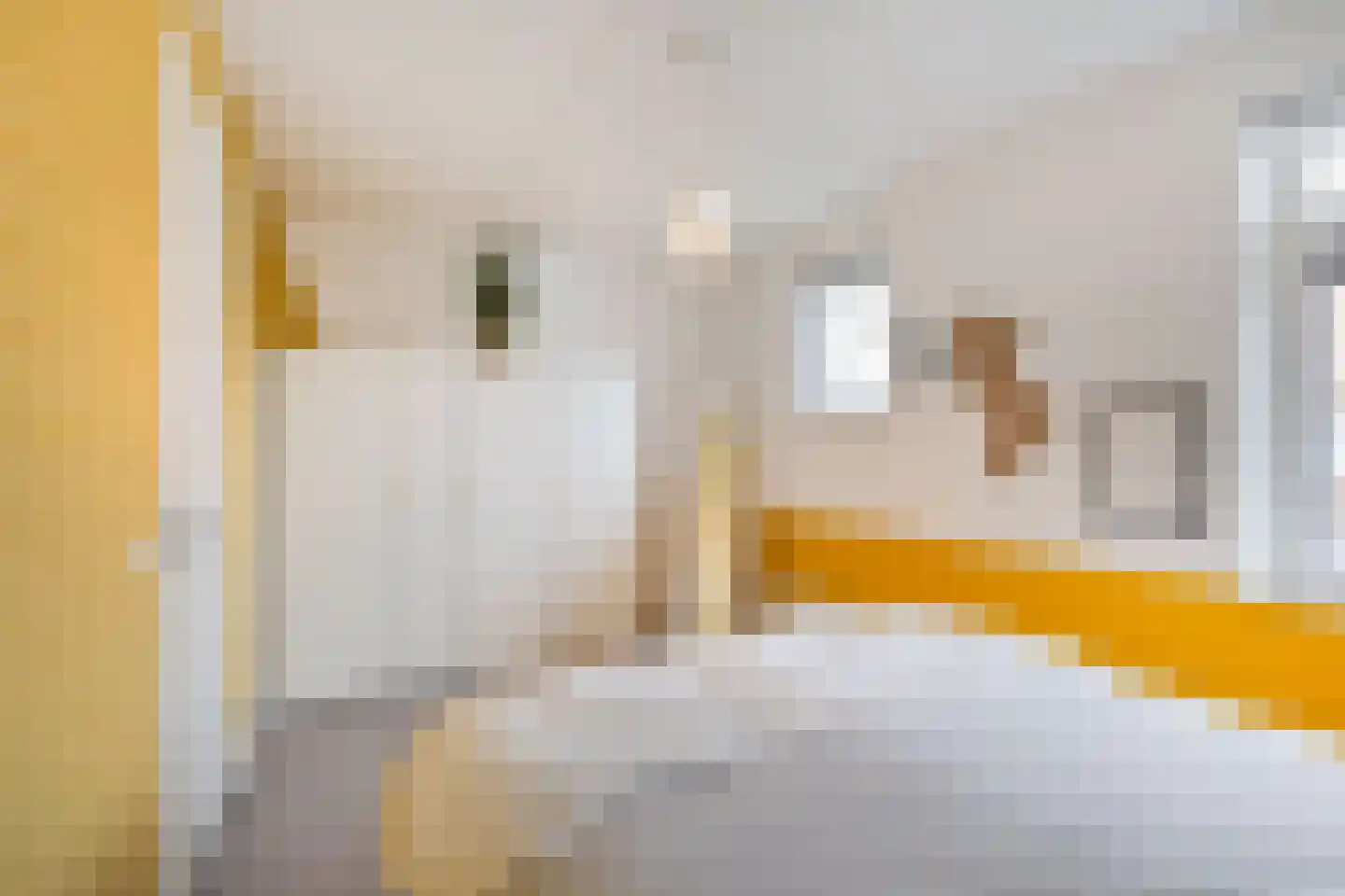 Notenhout 15 Julianadorp thumbnail 19