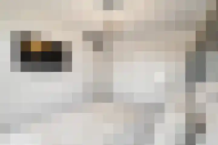 Notenhout 25 B Julianadorp thumbnail 20