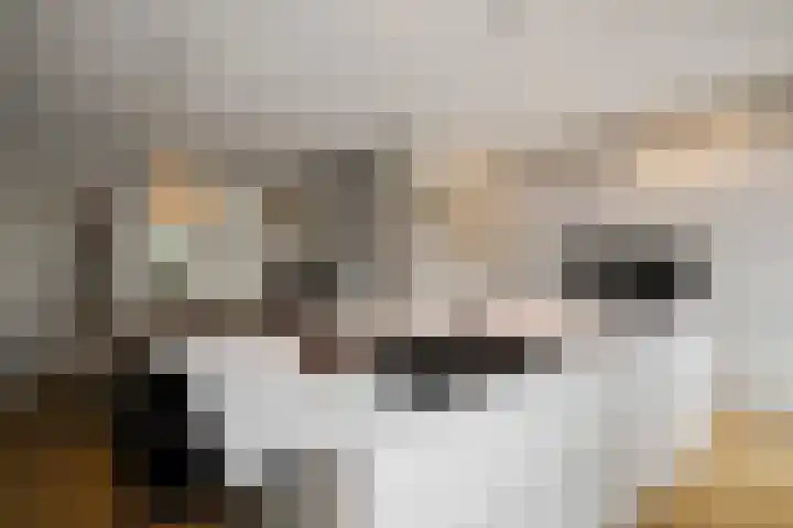 Notenhout 49 B Julianadorp thumbnail 14