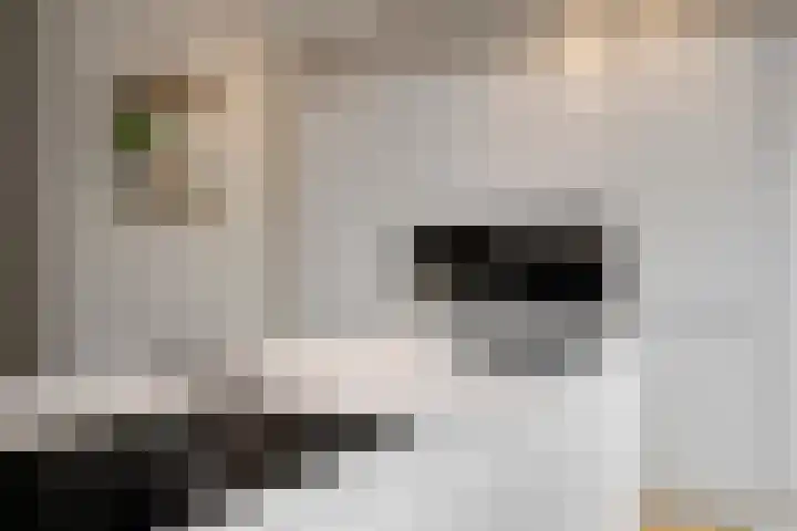 Notenhout 49 B Julianadorp thumbnail 15