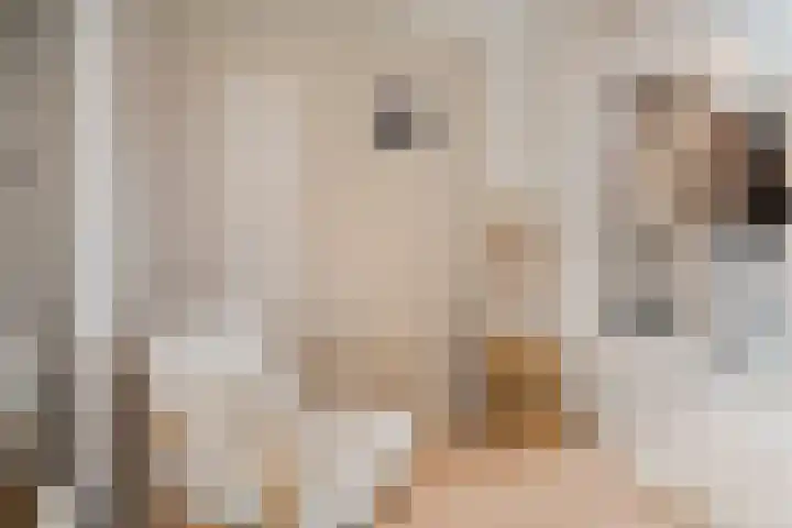Notenhout 49 B Julianadorp thumbnail 17