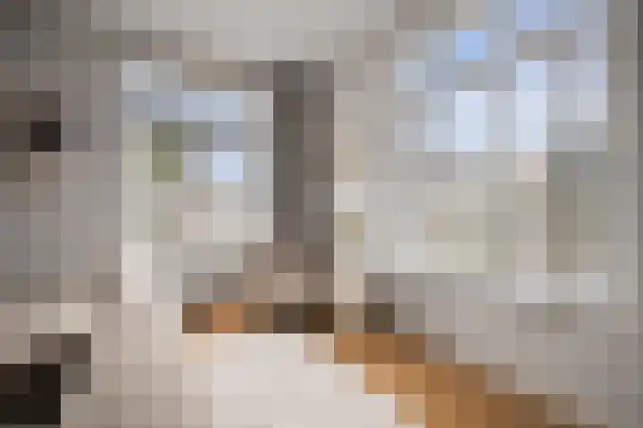 Notenhout 49 B Julianadorp thumbnail 7