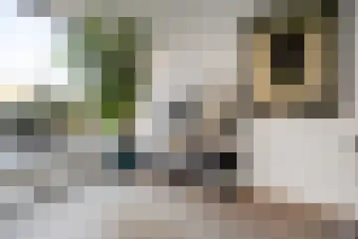 Notenlaantje 12 Lent thumbnail 11