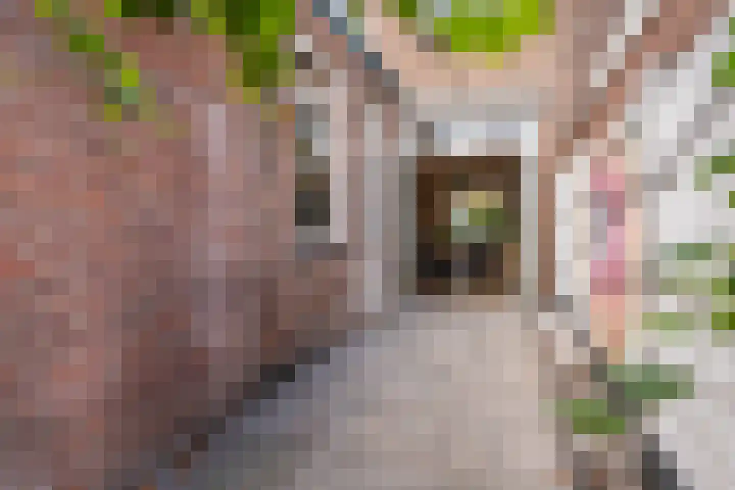 Nuijtsstraat 5 Breda thumbnail 29