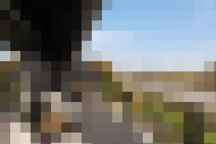 Numansgors 180 Numansdorp thumbnail 21