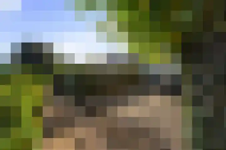 Numansgors 193 Numansdorp thumbnail 6
