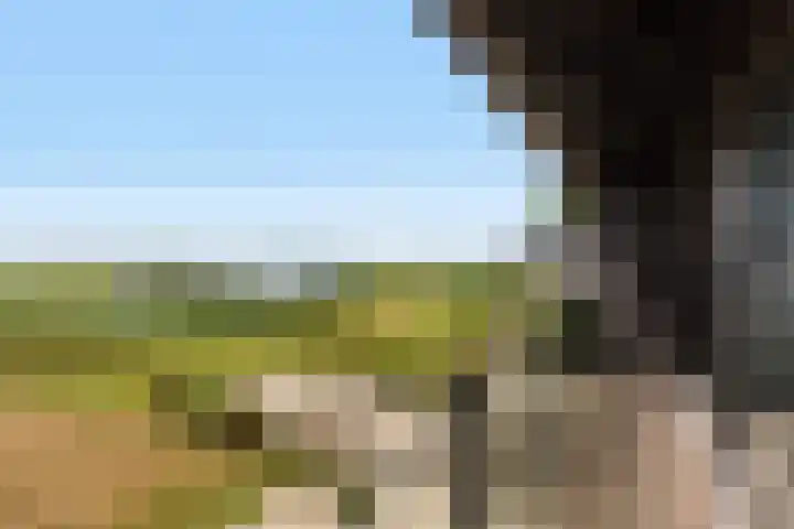 Numansgors 90 Numansdorp thumbnail 14