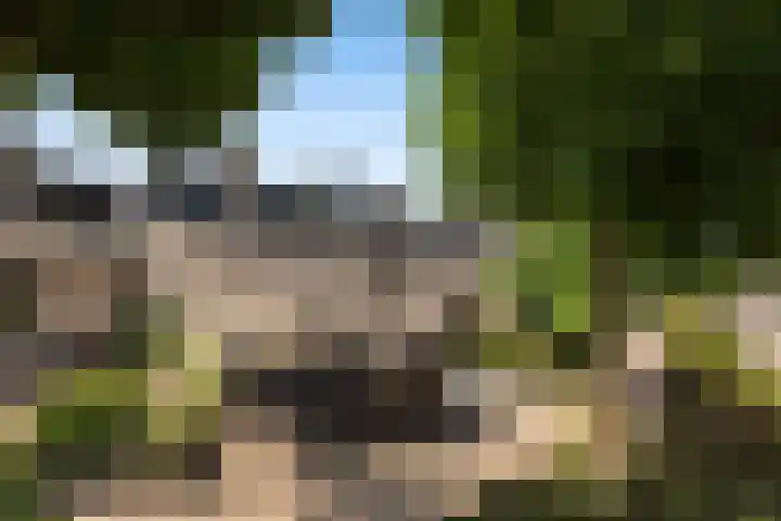 Numansgors 90 Numansdorp thumbnail 44