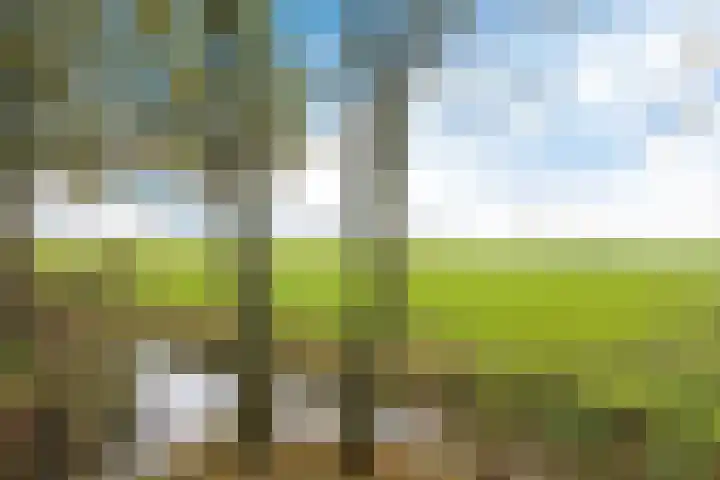 Nummer 19 Dijken thumbnail 13