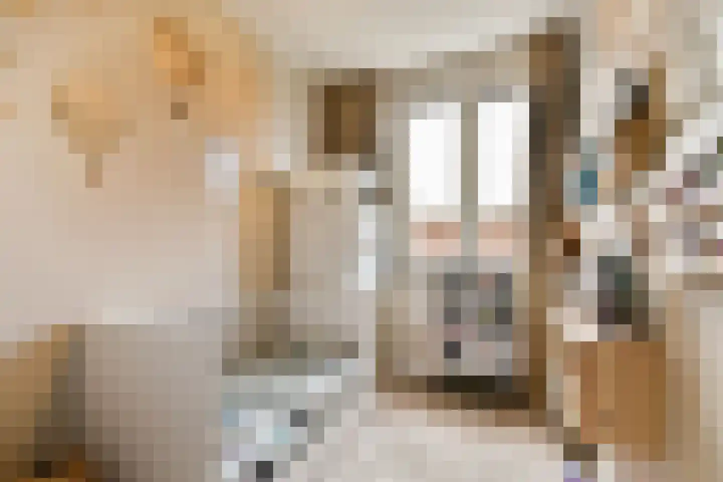 Nunspeetlaan 335 Den Haag thumbnail 16