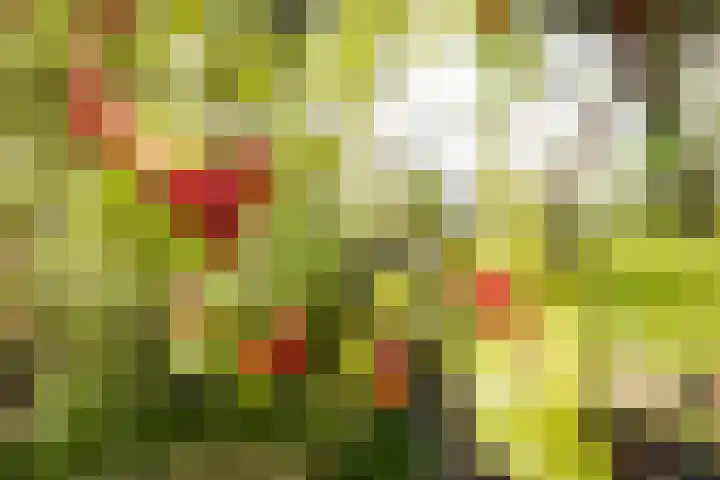 Nuwendoorn 5 Grootebroek thumbnail 31