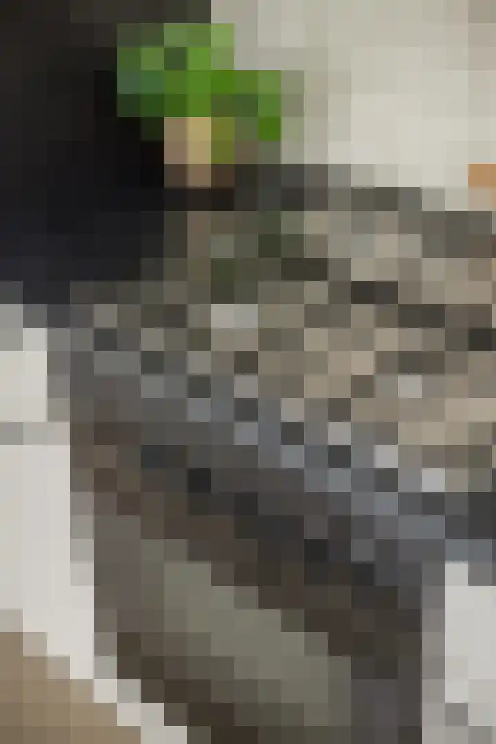 Nuwendoorn 5 Grootebroek thumbnail 47