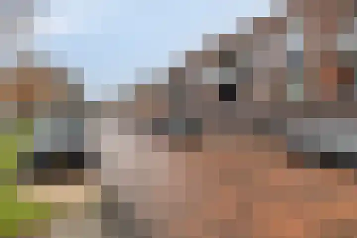 Nuwendoorn 5 Landsmeer thumbnail 32