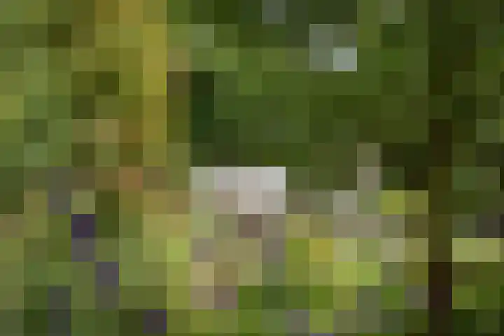 Nuwendoorn 63 Grootebroek thumbnail 46