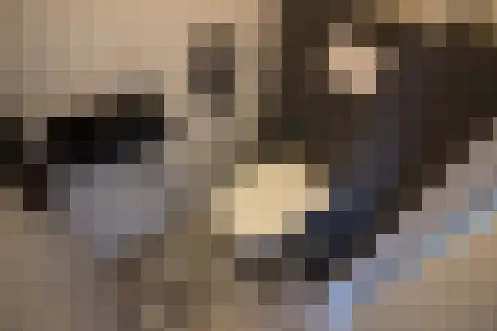 Nuwendoorn 72 Grootebroek thumbnail 12