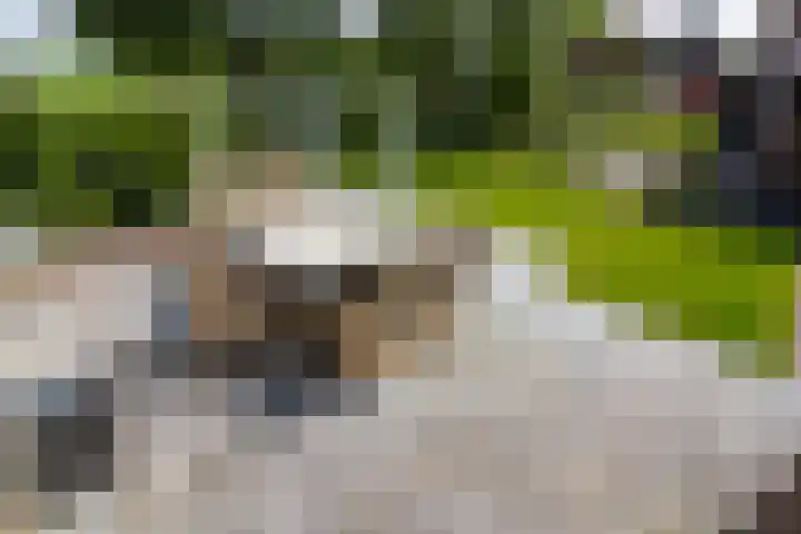 Nuwendoorn 72 Grootebroek thumbnail 63