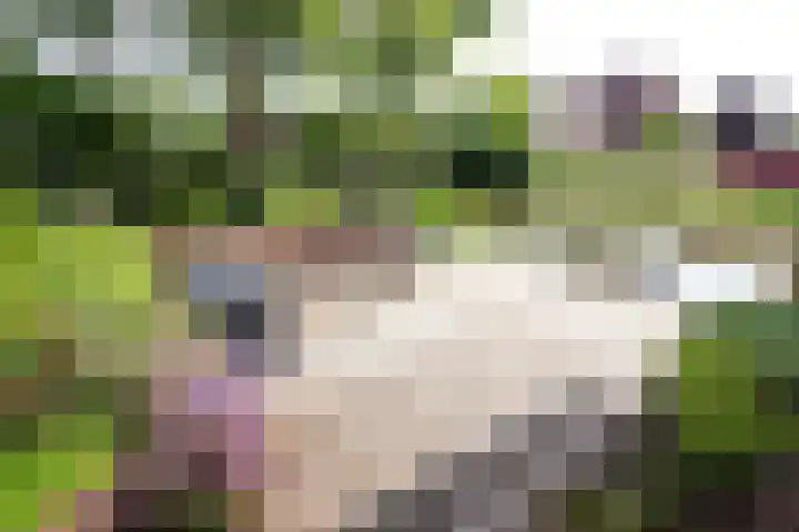 Nuwendoorn 72 Grootebroek thumbnail 64