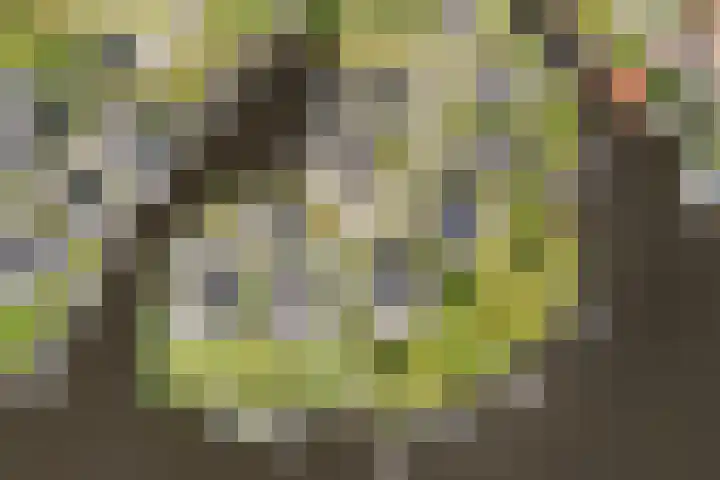 Oan'e Poel 10 Terherne thumbnail 51