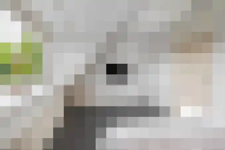 Obliehoren 1 Noordwijk thumbnail 15