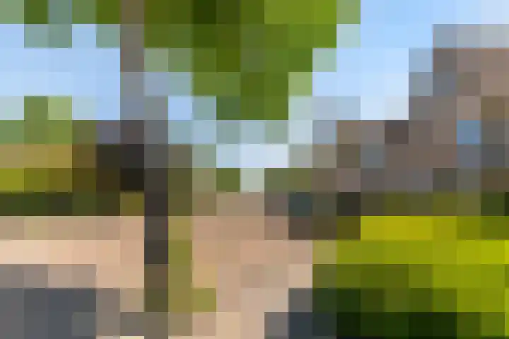 Obrecht 90 Monster thumbnail 42