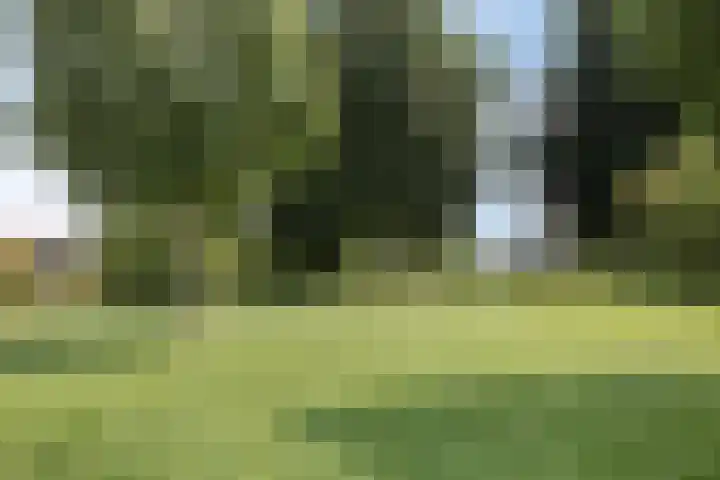 Ochtendgloren 28 Elst thumbnail 49