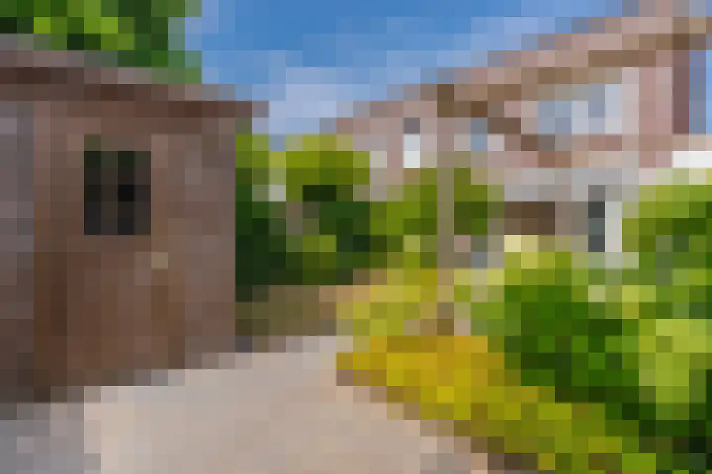 Ochtendnevel 16 Elst thumbnail 31