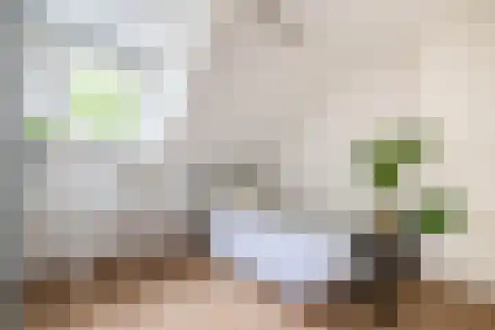 Ockeghemstraat 11 Eindhoven thumbnail 22