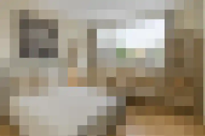 Ockeghemstraat 36 Vught thumbnail 15