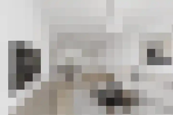 Ockingahiem 22 Franeker thumbnail 27