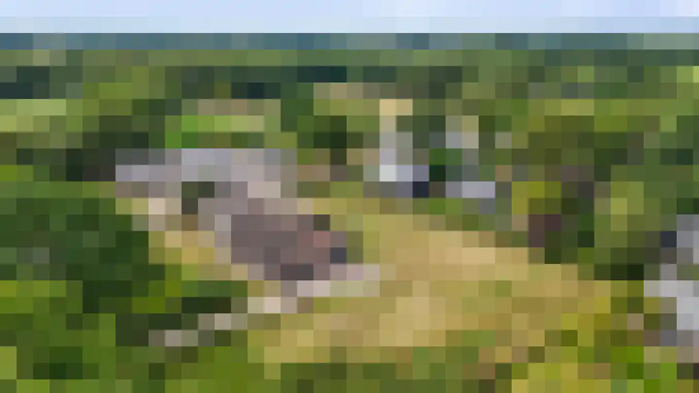 Odoornerweg 2 Valthe thumbnail 46