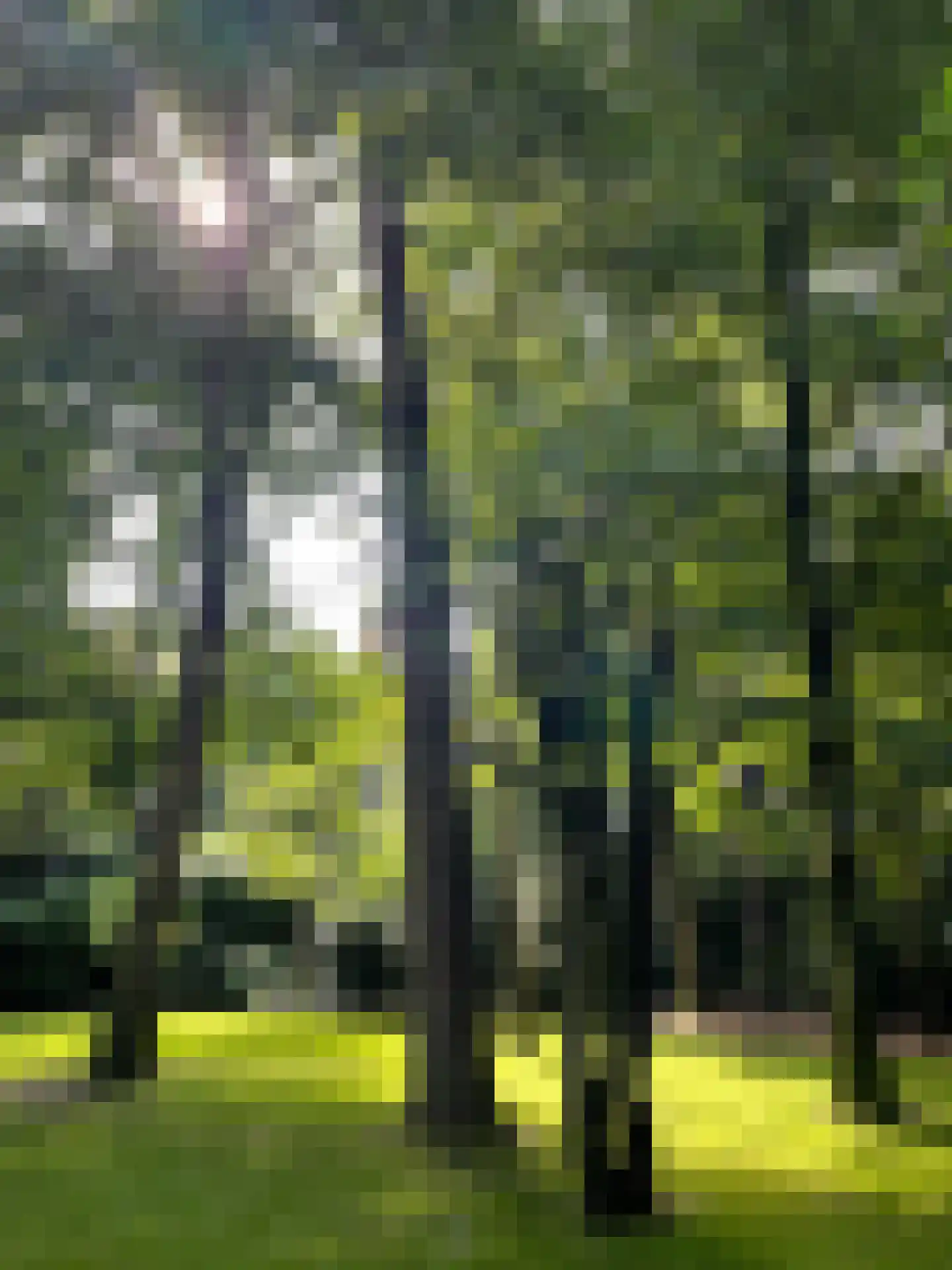 Oekelsbos 57 Rijsbergen thumbnail 45
