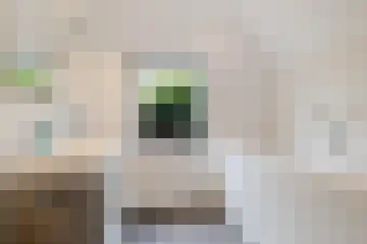 Oelenboom 7 Gieten thumbnail 33