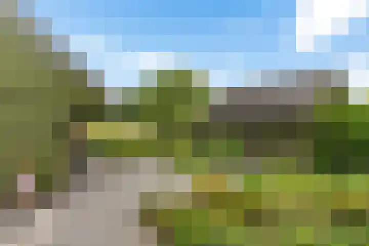 Oelenboom 7 Gieten thumbnail 39