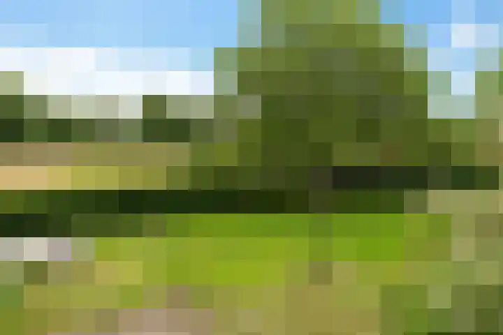 Oelenboom 7 Gieten thumbnail 41