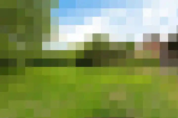 Oelenboom 7 Gieten thumbnail 42