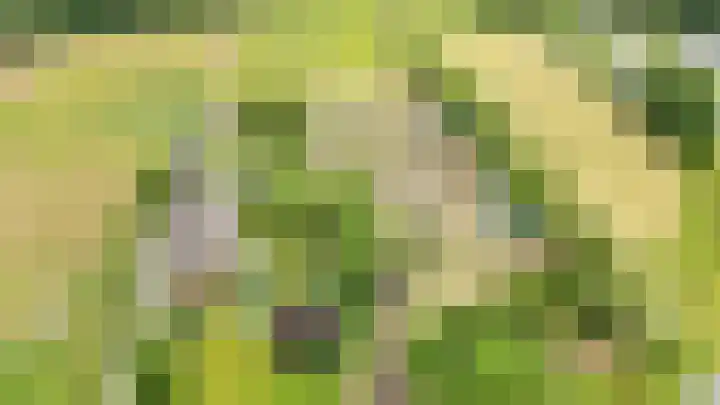 Oelenboom 7 Gieten thumbnail 43