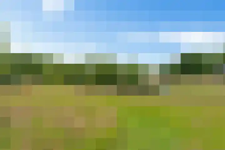 Oelenboom 7 Gieten thumbnail 44