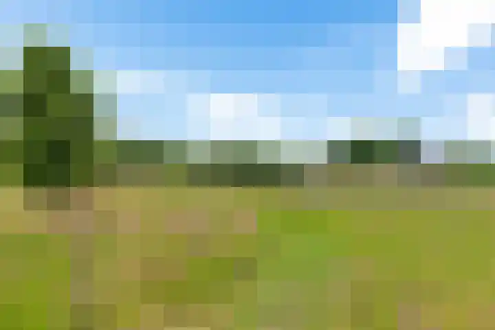 Oelenboom 7 Gieten thumbnail 45