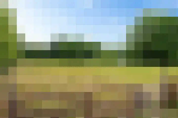 Oelenboom 7 Gieten thumbnail 46