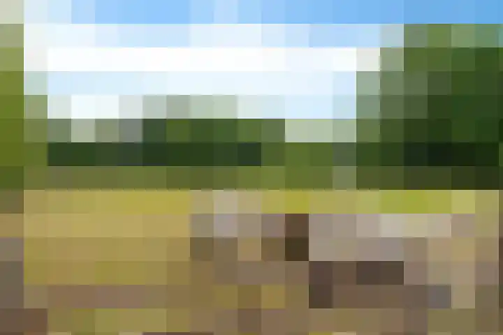 Oelenboom 7 Gieten thumbnail 47