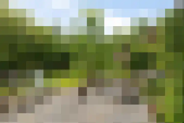 Oelenboom 7 Gieten thumbnail 49