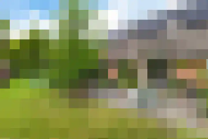 Oelenboom 7 Gieten thumbnail 50