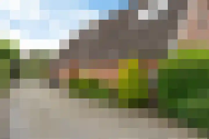 Oelenboom 7 Gieten thumbnail 53