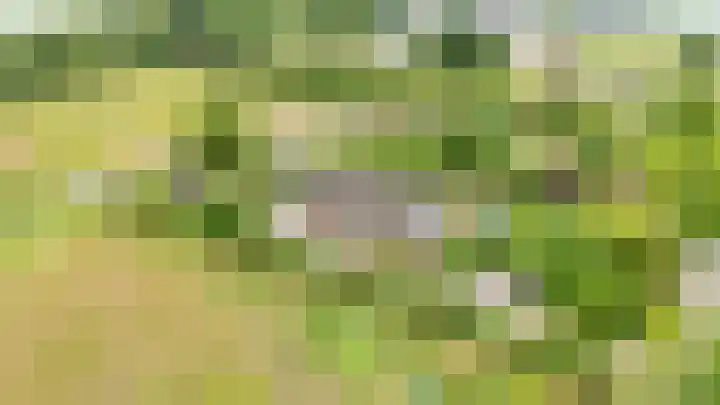 Oelenboom 7 Gieten thumbnail 59