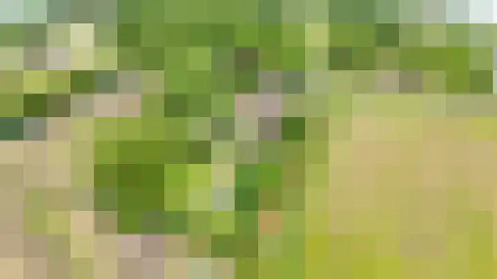 Oelenboom 7 Gieten thumbnail 8