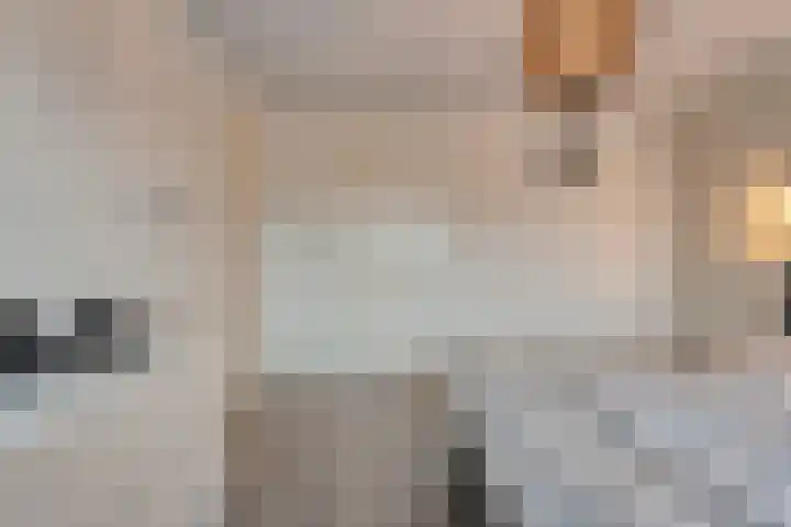 Oelenveerstraat 21 Hardenberg thumbnail 19