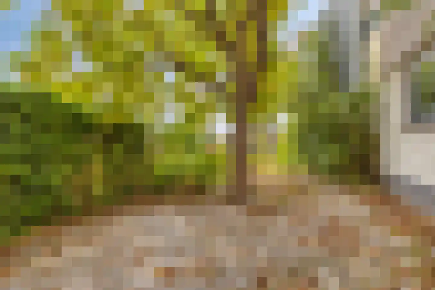 Oesterbank 11 Goes thumbnail 60
