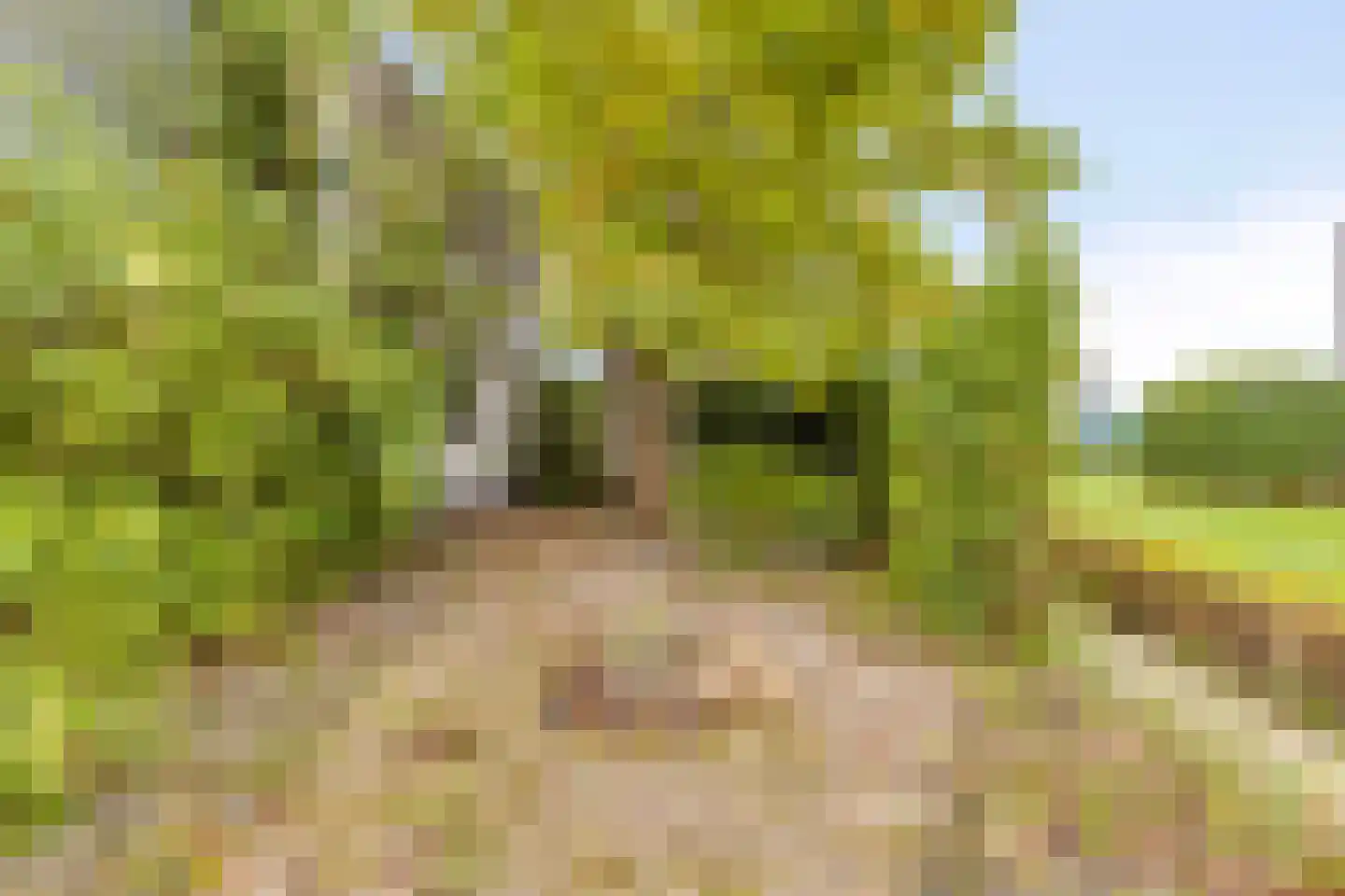 Oesterbank 11 Goes thumbnail 61